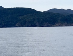 Balaenoptera borealis