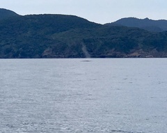 Balaenoptera borealis