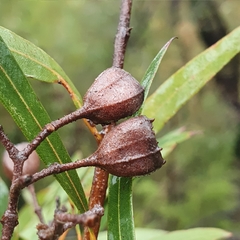 Angophora bakeri