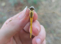 Sympetrum fonscolombii