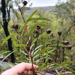 Angophora bakeri