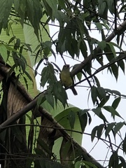 Basileuterus culicivorus
