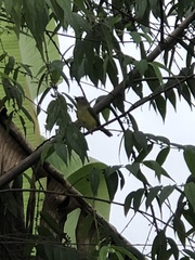 Basileuterus culicivorus