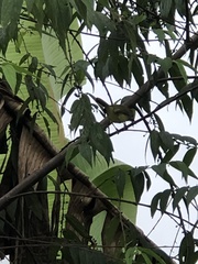 Basileuterus culicivorus