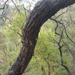 Angophora bakeri