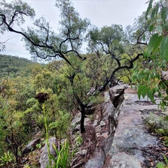 Angophora bakeri