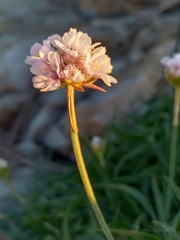 Armeria pubigera