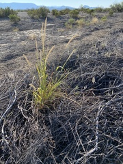 Setaria macrostachya