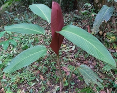 Pleiostachya pruinosa