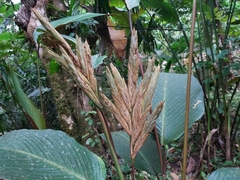 Pleiostachya pruinosa