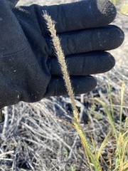 Setaria macrostachya