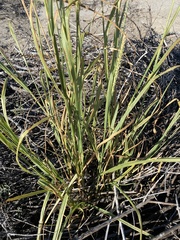 Setaria macrostachya