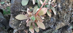 Echeveria coruana