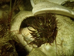 Anemonia sargassensis