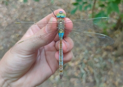 Anax parthenope