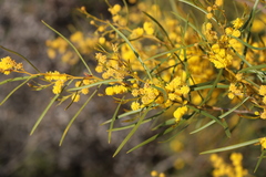 Acacia blakelyi