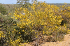 Acacia blakelyi