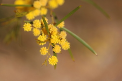 Acacia blakelyi