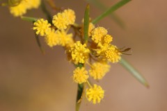 Acacia blakelyi