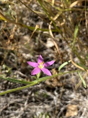 Zeltnera arizonica