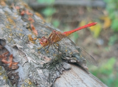 Sympetrum meridionale