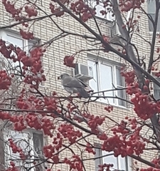 Turdus pilaris