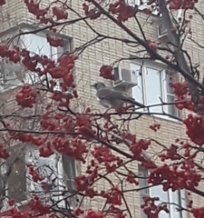 Turdus pilaris