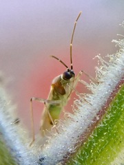 Engytatus modestus