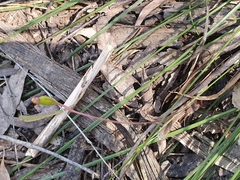 Caladenia transitoria