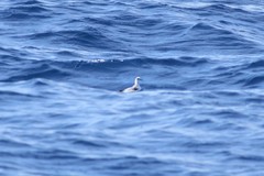 Phalaropus fulicarius