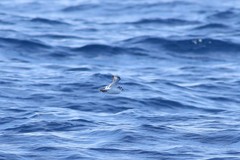 Phalaropus fulicarius