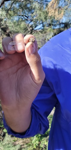 Variegated Meadowhawk