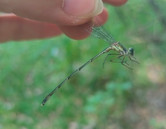 Chalcolestes parvidens