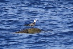 Chlidonias