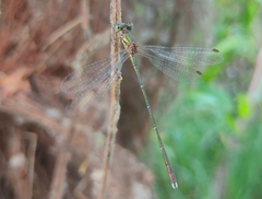Chalcolestes parvidens