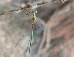 Chalcolestes parvidens