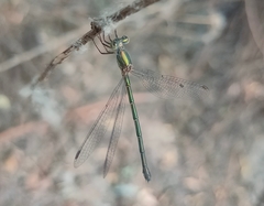 Chalcolestes parvidens
