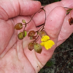 Goodenia caroliniana