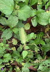 Acalypha arvensis