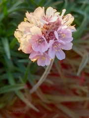 Armeria pubigera