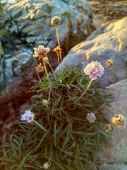 Armeria pubigera