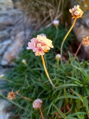 Armeria pubigera