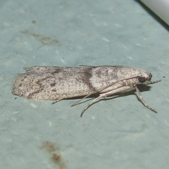 Myelopsis alatella
