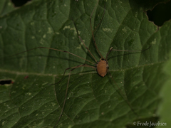 Leiobunum euserratipalpe