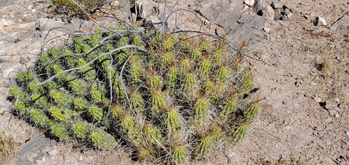 Echinocereus enneacanthus enneacanthus