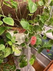 Acalypha herzogiana