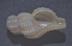Cyrillia linearis