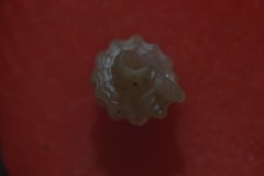 Cyrillia linearis