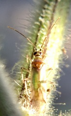 Engytatus modestus