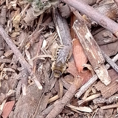 Diadasia chilensis